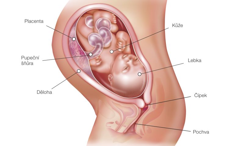 Fotografie (33. týždeň tehotenstva: Vývoj plodu a tehotenské zmeny)